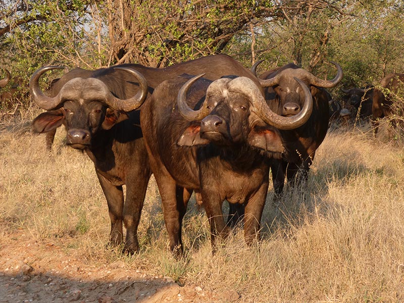 Voyage en Afrique du Sud de Camille H.