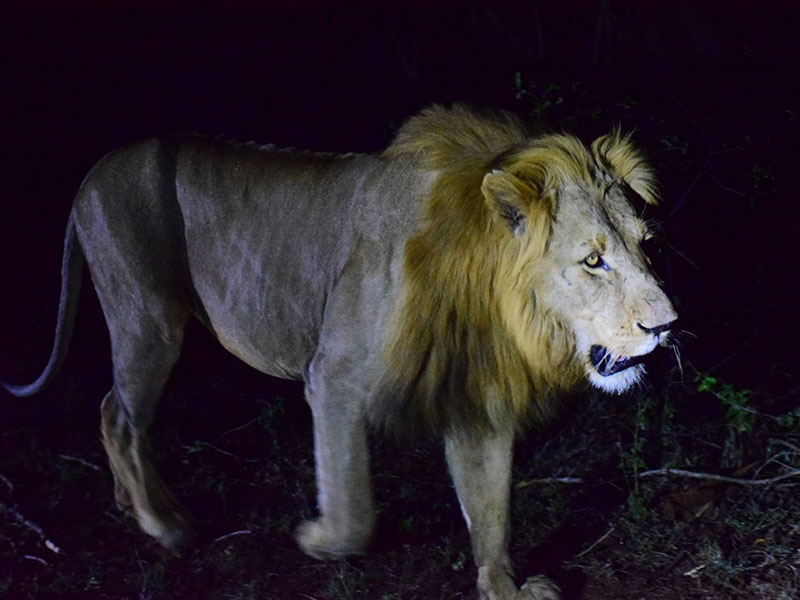 Voyage en Afrique du Sud de Camille H.
