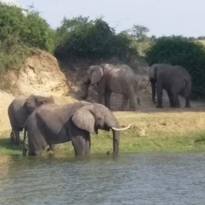©Céline Et Cédric T. - Tous Droits Réservés Voyage en Ouganda de Céline et Cédric