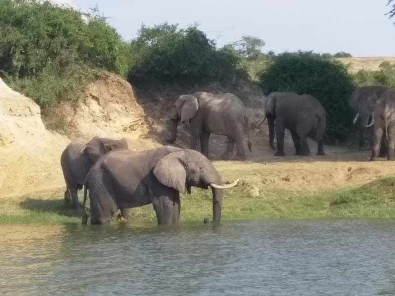 ©Céline et Cédric T. - Tous Droits réservés Voyage en Ouganda de Céline et Cédric