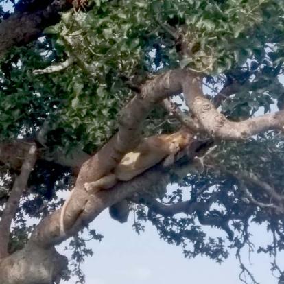 ©Céline Et Cédric T. - Tous Droits Réservés Voyage en Ouganda de Céline et Cédric