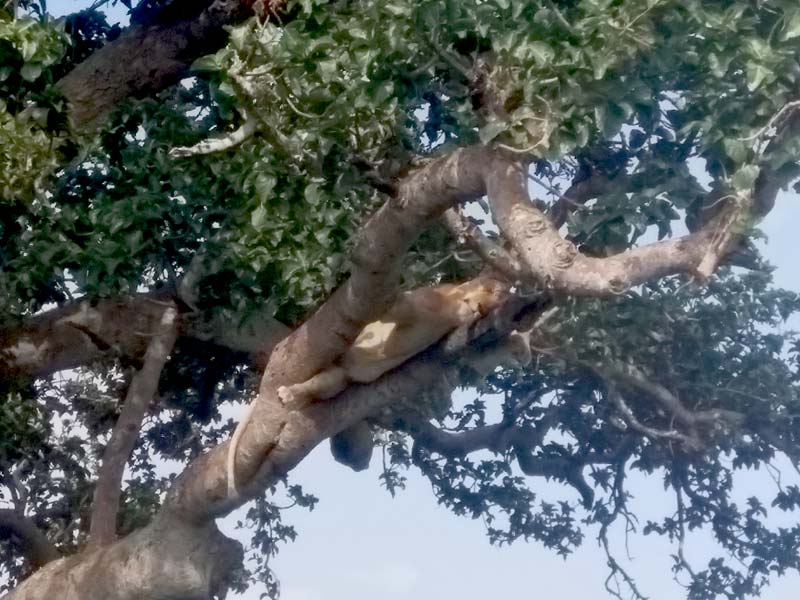 ©Céline et Cédric T. - Tous Droits réservés Voyage en Ouganda de Céline et Cédric