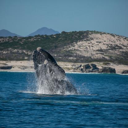A Découvrir en Afrique du Sud - Hermanus