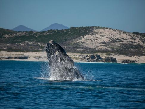 A Découvrir en Afrique du Sud - Hermanus