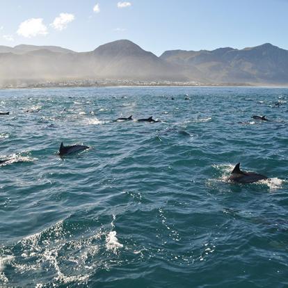 A Découvrir en Afrique du Sud - Hermanus
