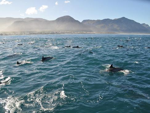 A Découvrir en Afrique du Sud - Hermanus