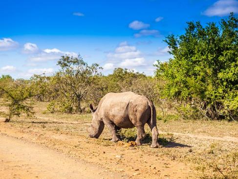 A Découvrir en Afrique du Sud - La Réserve d'Hluhluwe-Imfolozi