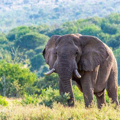 A Découvrir en Afrique du Sud - La Réserve d'Hluhluwe-Imfolozi
