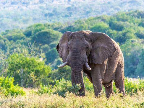 A Découvrir en Afrique du Sud - La Réserve d'Hluhluwe-Imfolozi