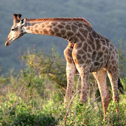 A Découvrir en Afrique du Sud - La Réserve d'Hluhluwe-Imfolozi