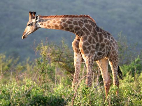 A Découvrir en Afrique du Sud - La Réserve d'Hluhluwe-Imfolozi