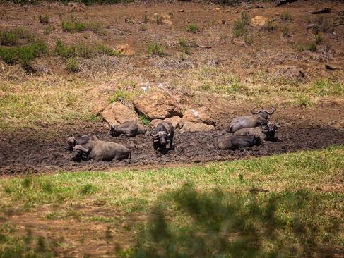 A Découvrir en Afrique du Sud - La Réserve d'Hluhluwe-Imfolozi