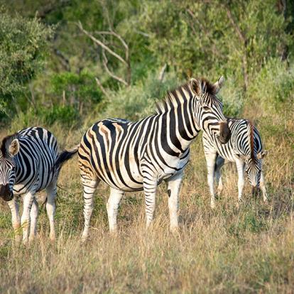 A Découvrir en Afrique du Sud - La Réserve d'Hluhluwe-Imfolozi