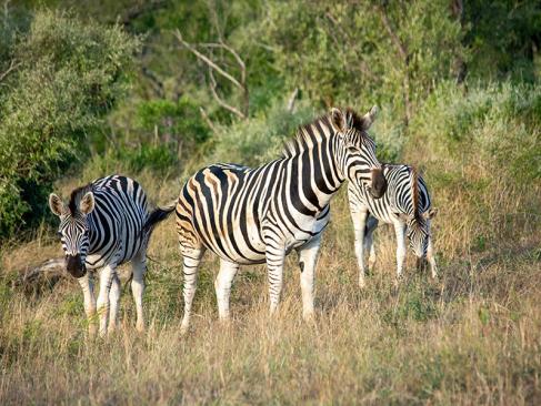 A Découvrir en Afrique du Sud - La Réserve d'Hluhluwe-Imfolozi