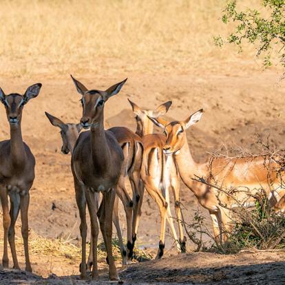 A Découvrir en Afrique du Sud - La Réserve d'Hluhluwe-Imfolozi