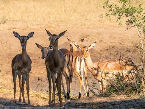 A Découvrir en Afrique du Sud - La Réserve d'Hluhluwe-Imfolozi