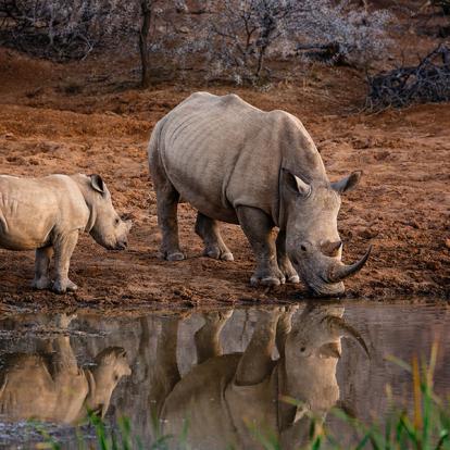 A Découvrir en Afrique du Sud - Le Parc National de Pilanesberg