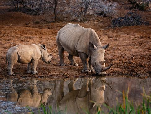 A Découvrir en Afrique du Sud - Le Parc National de Pilanesberg