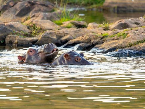 A Découvrir en Afrique du Sud - Le Parc National de Pilanesberg