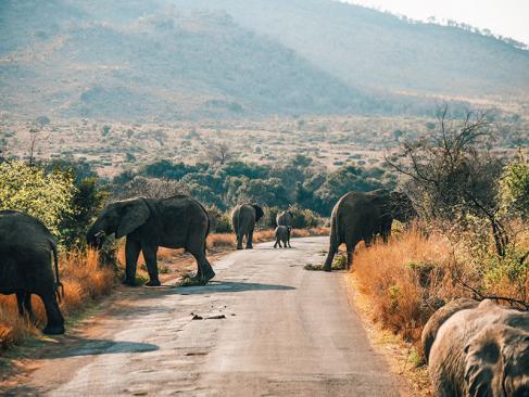 A Découvrir en Afrique du Sud - Le Parc National de Pilanesberg