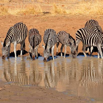 A Découvrir en Afrique du Sud - Le Parc National de Pilanesberg