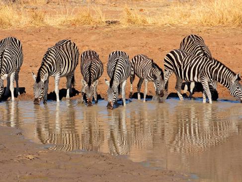 A Découvrir en Afrique du Sud - Le Parc National de Pilanesberg