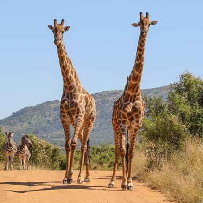 A Découvrir en Afrique du Sud - Le Parc National de Pilanesberg