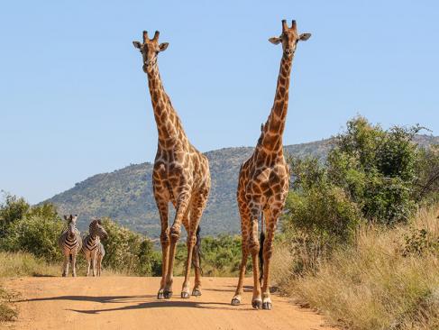 A Découvrir en Afrique du Sud - Le Parc National de Pilanesberg