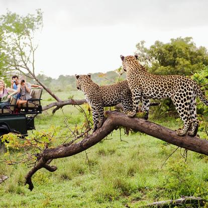 A Découvrir en Afrique du Sud - Le Parc National de Kruger