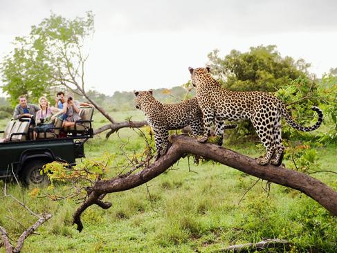 Parc National De Kruger A Découvrir en Afrique du Sud - Le Parc National de Kruger