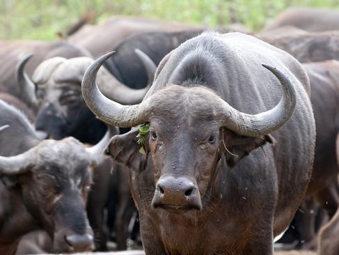 Parc National De Kruger A Découvrir en Afrique du Sud - Le Parc National de Kruger