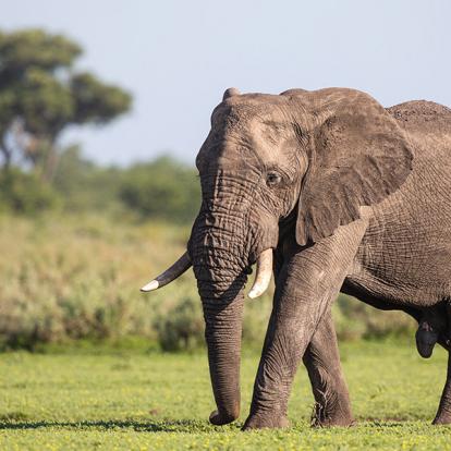 A Découvrir en Afrique du Sud - Le Parc National de Kruger