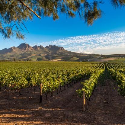 Stellenbosch A Découvrir en Afrique du Sud - Winelands