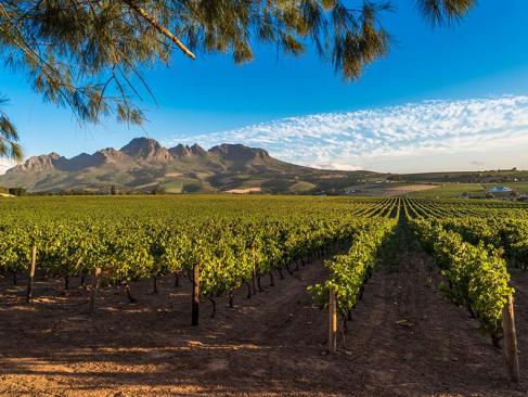 Stellenbosch A Découvrir en Afrique du Sud - Winelands