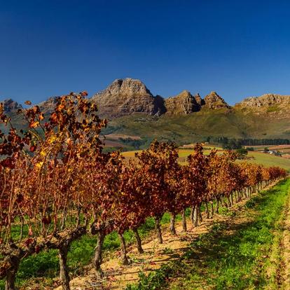 Stellenbosh A Découvrir en Afrique du Sud - Winelands