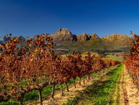 Stellenbosh A Découvrir en Afrique du Sud - Winelands
