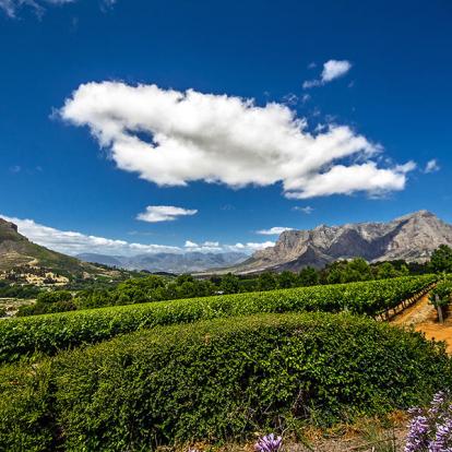 Raisins Dans Une Célèbre Cave De Sauvignon Blanc à Franschhoek A Découvrir en Afrique du Sud - Winelands