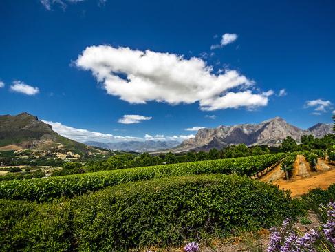 Raisins Dans Une Célèbre Cave De Sauvignon Blanc à Franschhoek A Découvrir en Afrique du Sud - Winelands