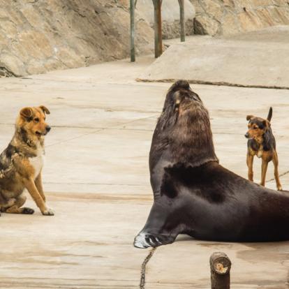 A Découvrir en Argentine - Mar Del Plata