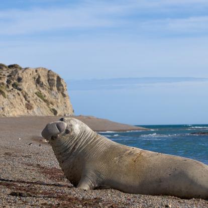 A Découvrir en Argentine - La Péninsule Valdés