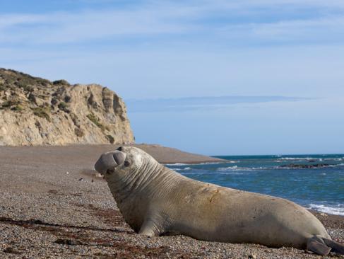 A Découvrir en Argentine - La Péninsule Valdés