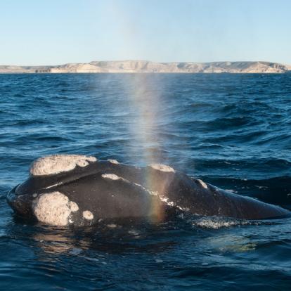 A Découvrir en Argentine - La Péninsule Valdés