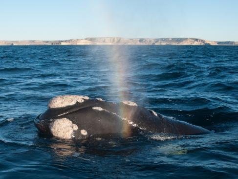 A Découvrir en Argentine - La Péninsule Valdés