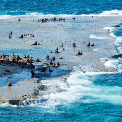 A Découvrir en Argentine - La Péninsule Valdés
