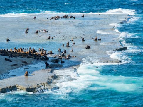 A Découvrir en Argentine - La Péninsule Valdés