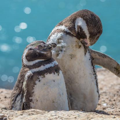 A Découvrir en Argentine - La Péninsule Valdés