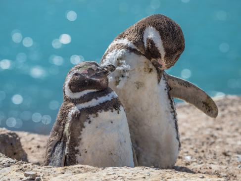 A Découvrir en Argentine - La Péninsule Valdés
