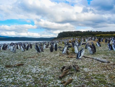 A Découvrir en Argentine - Ushuaia
