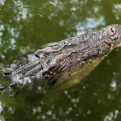 A Découvrir en Australie  - Darwin