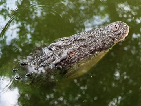 A Découvrir en Australie  - Darwin